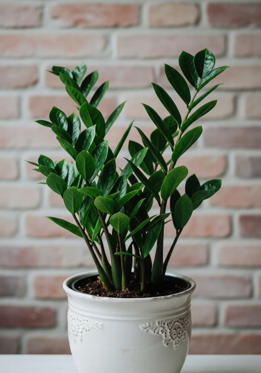 A lush ZZ Plant with waxy, dark green leaves.