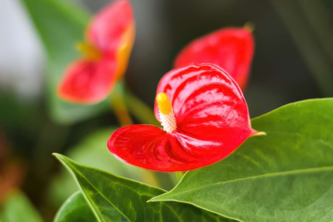 An Anthurium plant, also known as Flamingo Flower, with its waxy red heart-shaped flower.