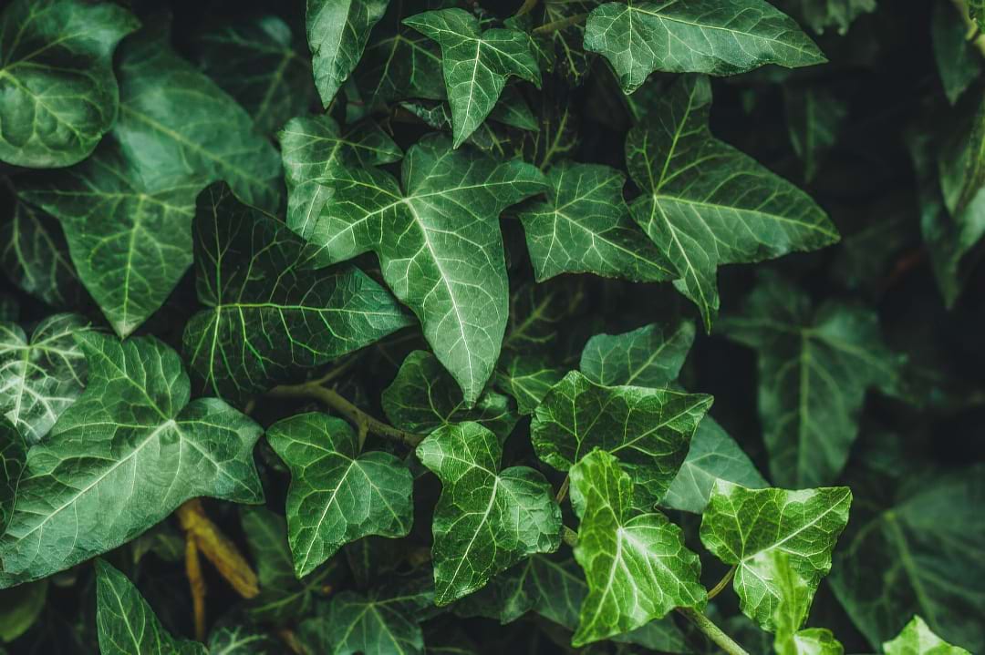 A pot of English Ivy with its classic lobed leaves, climbing up a small trellis.