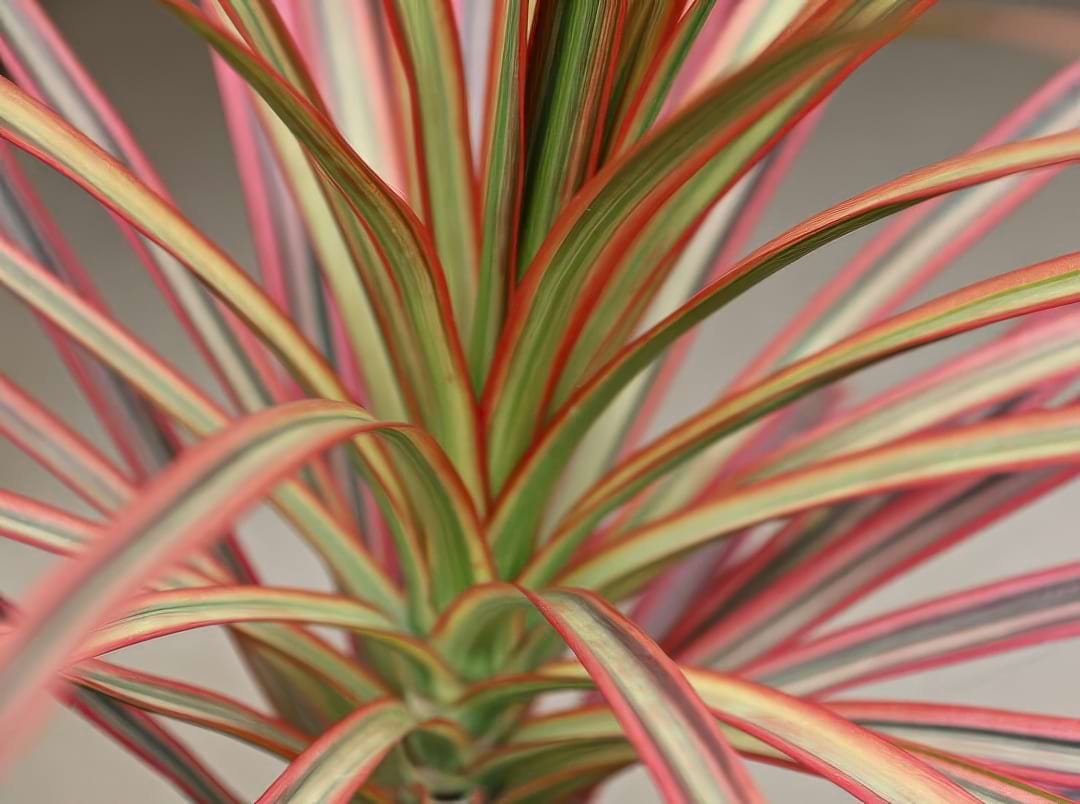 A Dracaena marginata plant with its slender, spiky leaves edged in a vibrant red.
