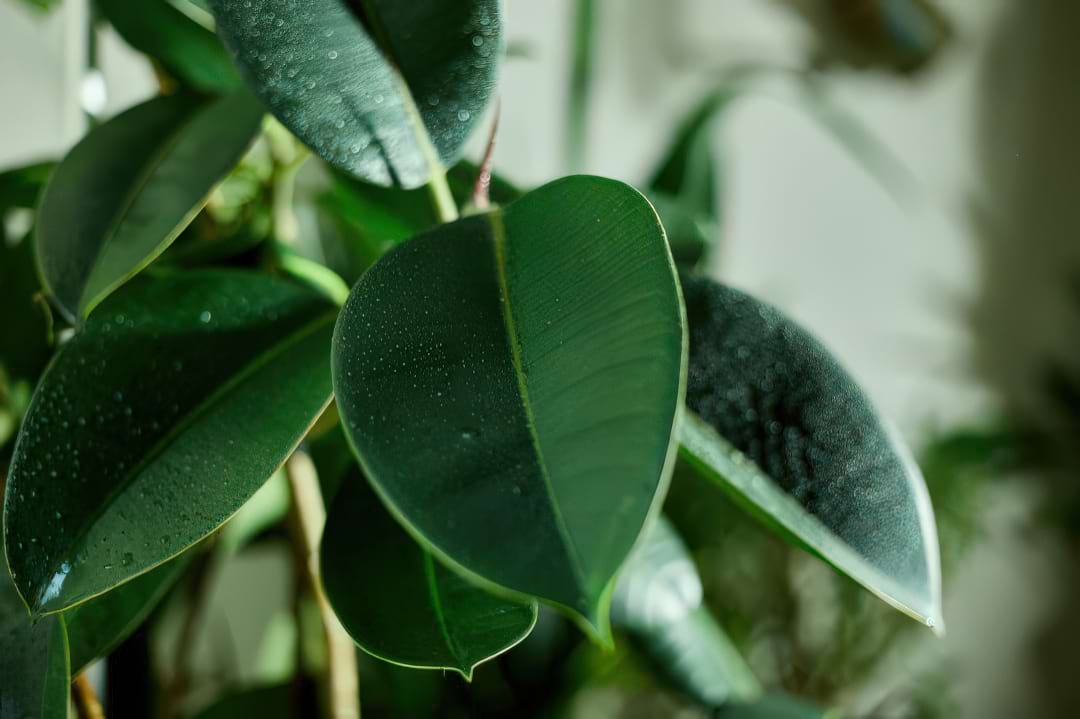 A robust Rubber Plant with its large, glossy, dark green leaves.