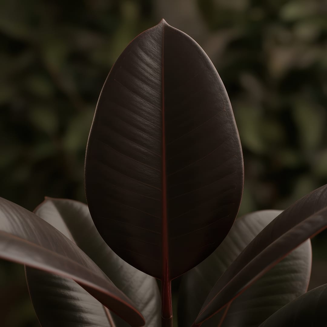 A close-up of a Burgundy Rubber Plant with its deep, glossy, almost-black leaves.