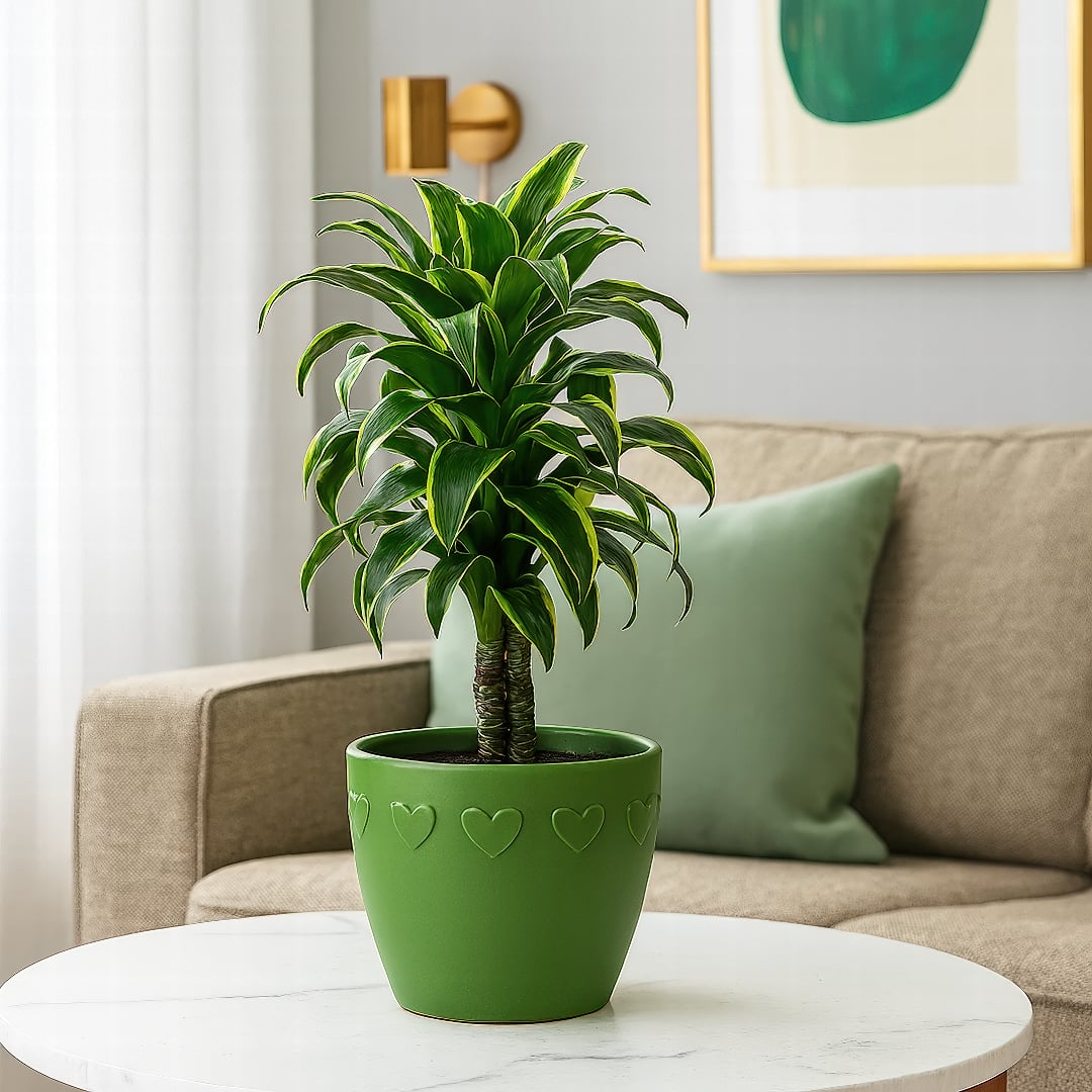 A Dracaena 'Dorado' showing its curly leaves with chartreuse edges.