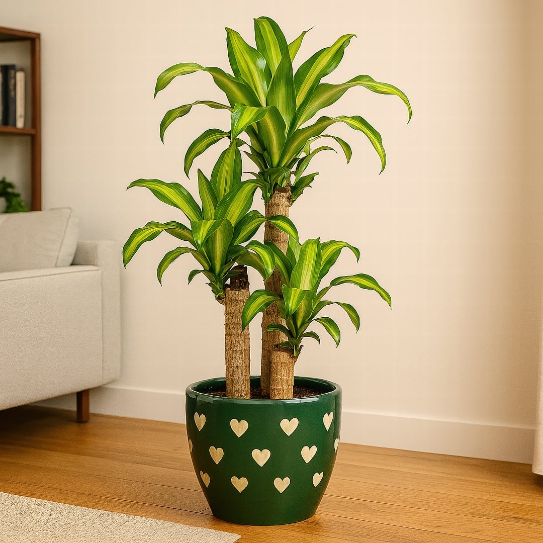 The classic Dracaena Massangeana, or Corn Plant, with its woody cane and yellow-striped leaves.