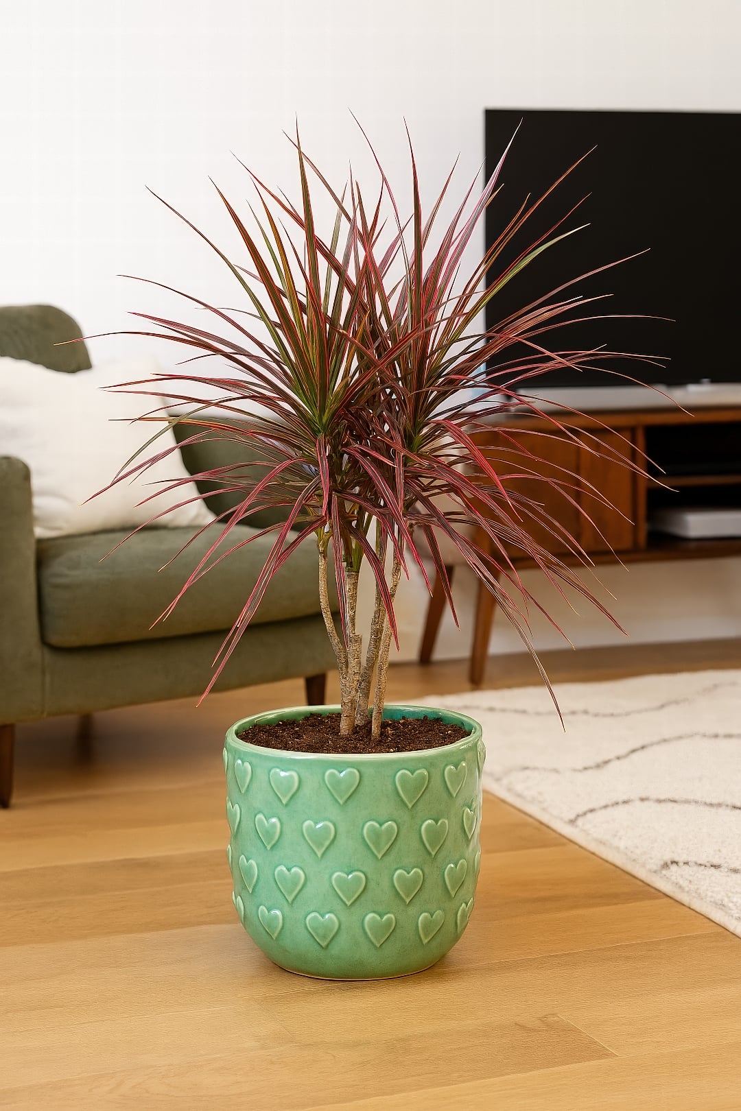 A Dracaena 'Tricolor' showing stripes of green, cream, and pink.