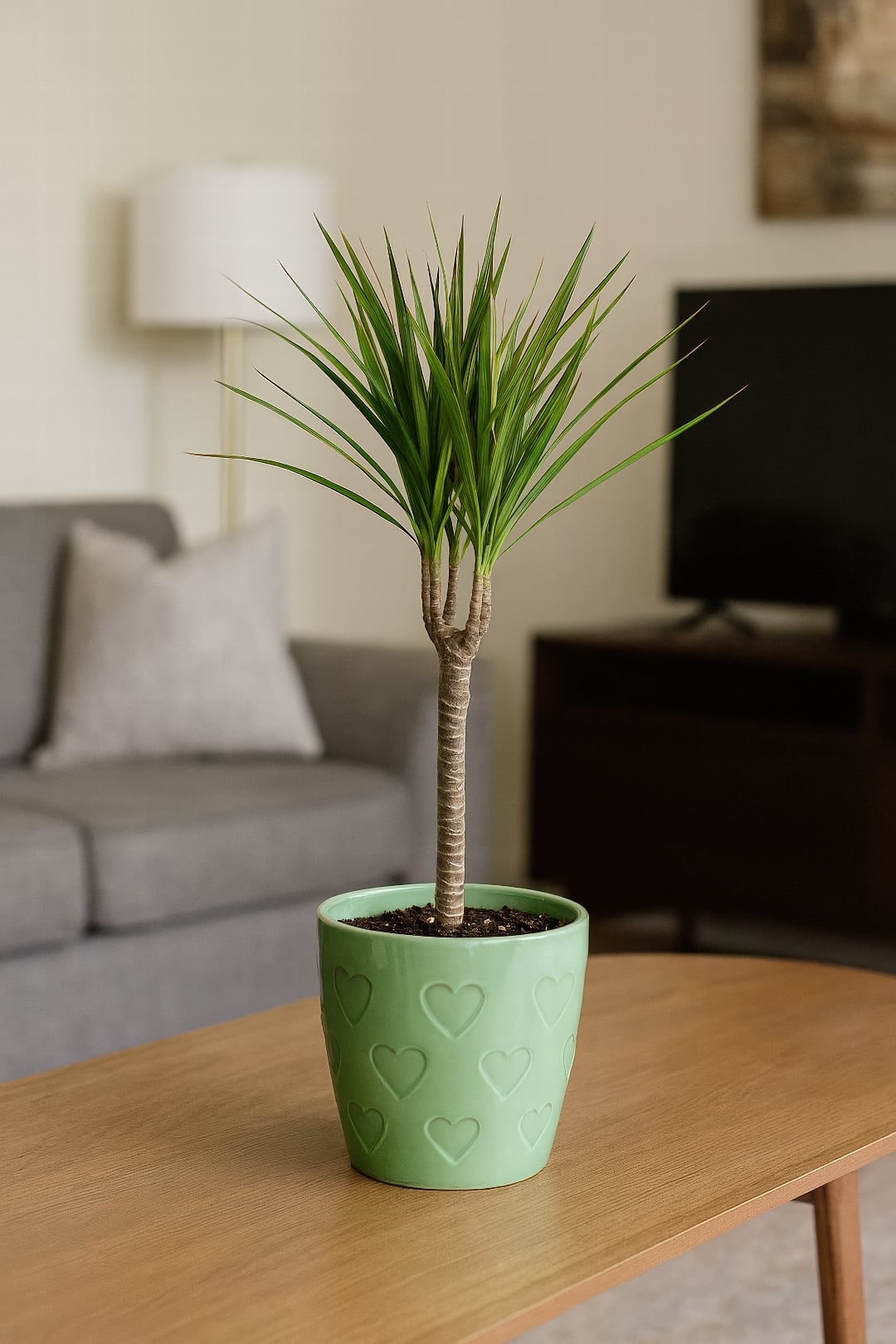 The slender, twisting canes of a Dracaena marginata, or Dragon Tree.
