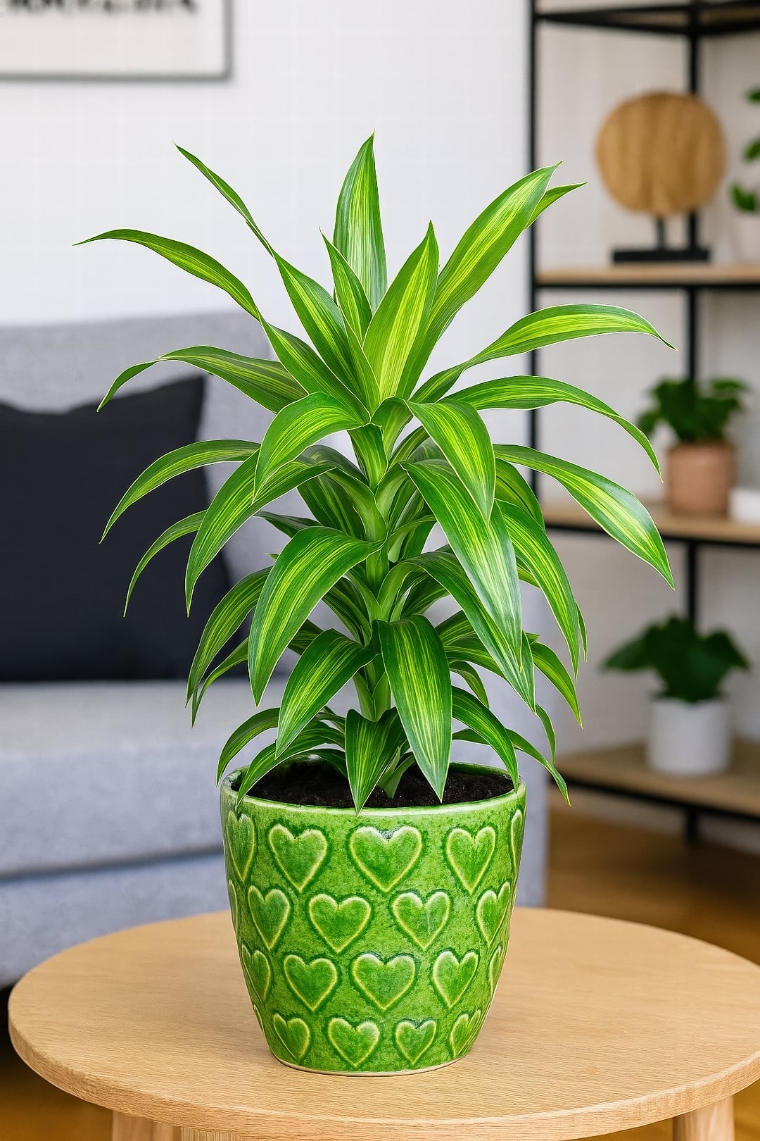 An elegant Dracaena 'Song of Jamaica' with deep green leaves and subtle lime stripes.