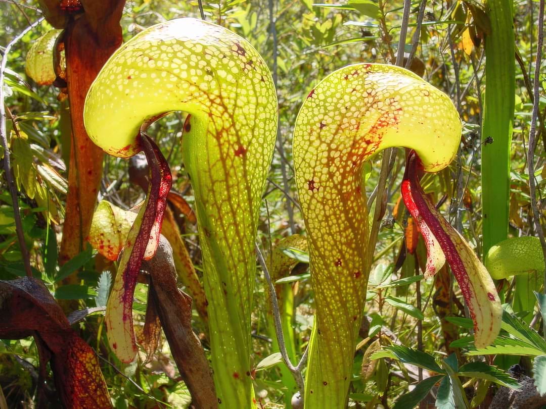 A group of Cobra Lily plants, showing their hooded, snake-like pitchers with forked 'fangs'.