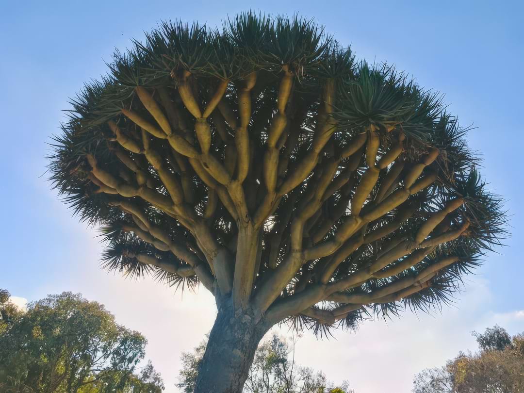 A Dragon's Blood Tree with its unique umbrella shape and thick trunk, oozing red sap.