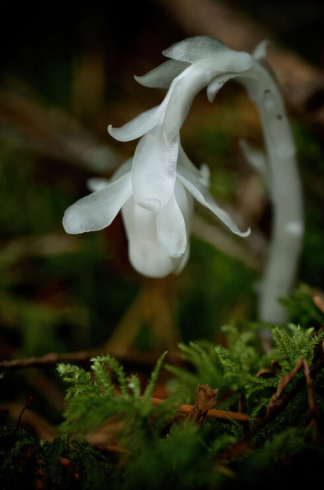 A cluster of eerie, translucent white Ghost Pipe plants growing on a dark forest floor.