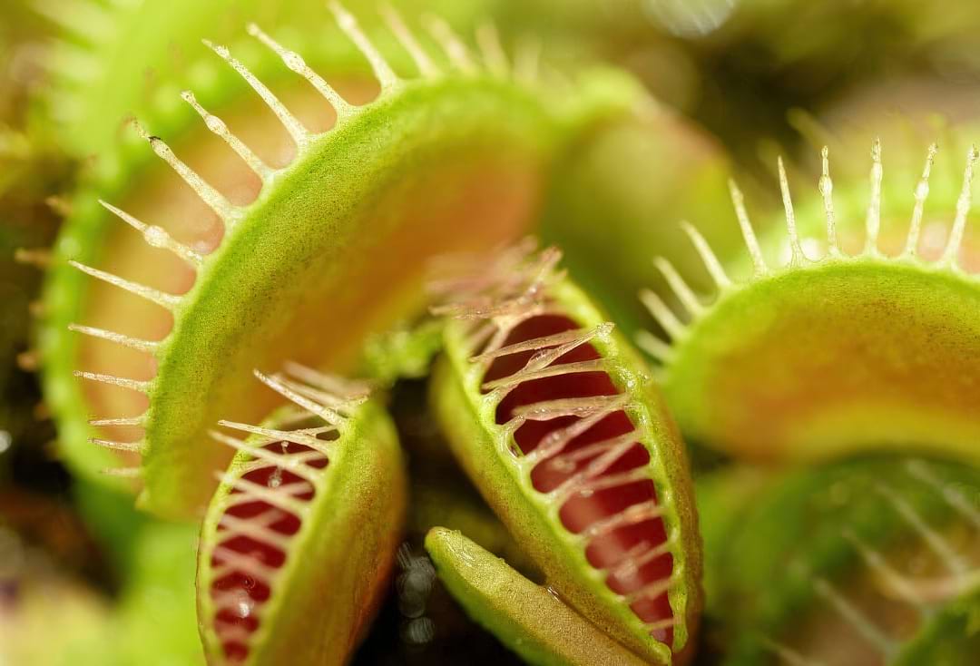 A Venus Flytrap with its jaw-like traps open, one of which is snapping shut on an insect.