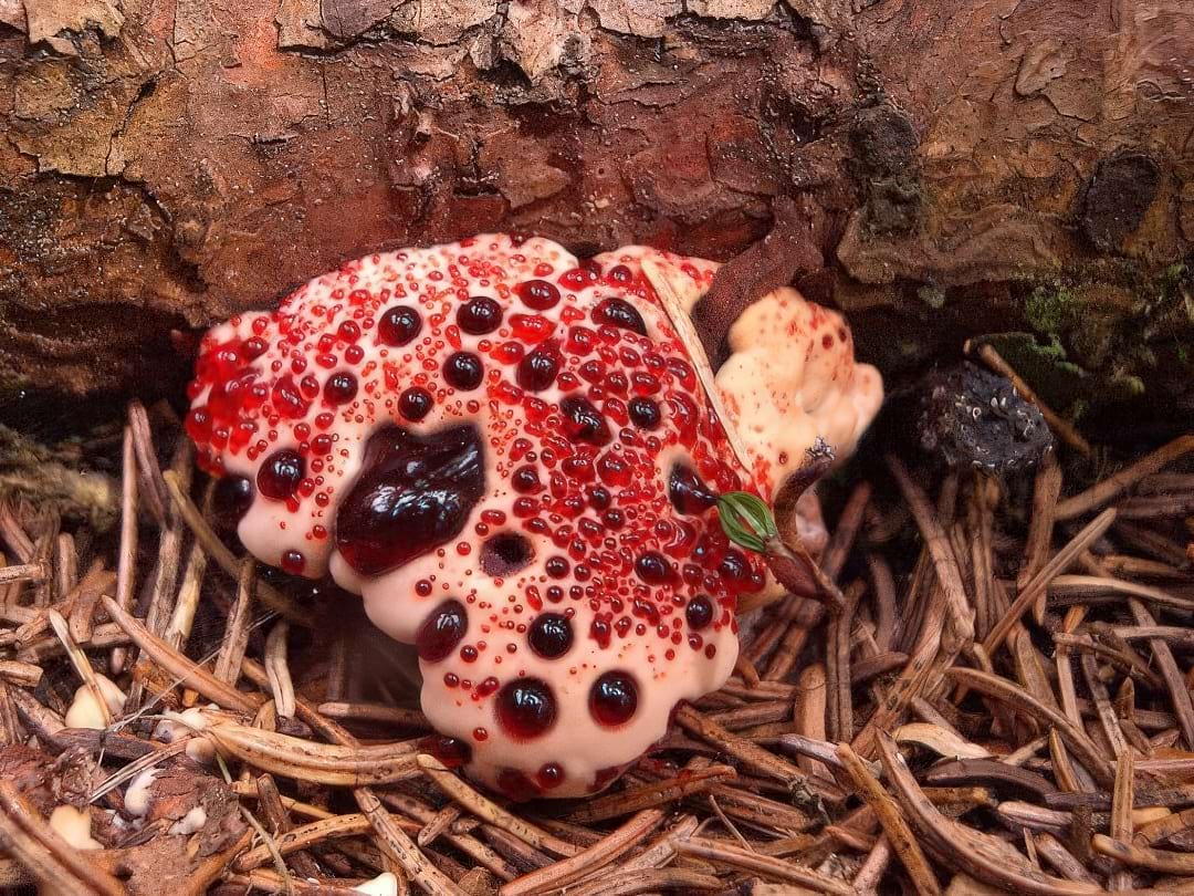 The white, toothy cap of a Bleeding Tooth Fungus oozing a thick, blood-red liquid.