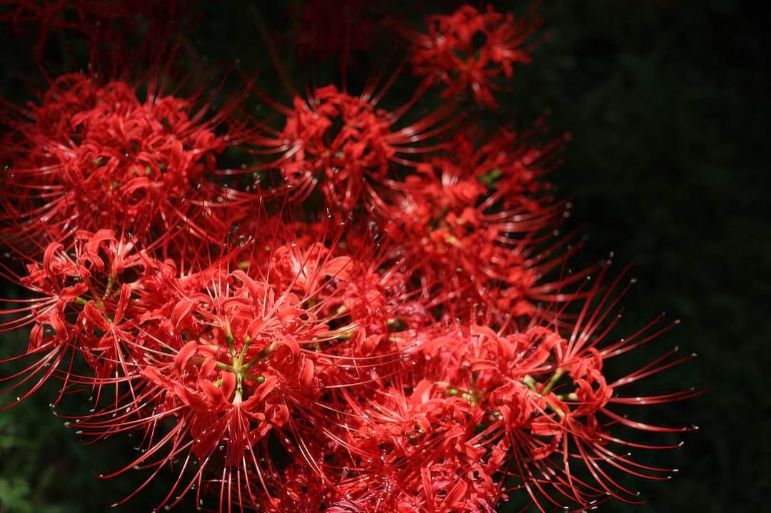 A cluster of vibrant Red Spider Lilies with their long, curling, spider-like petals.