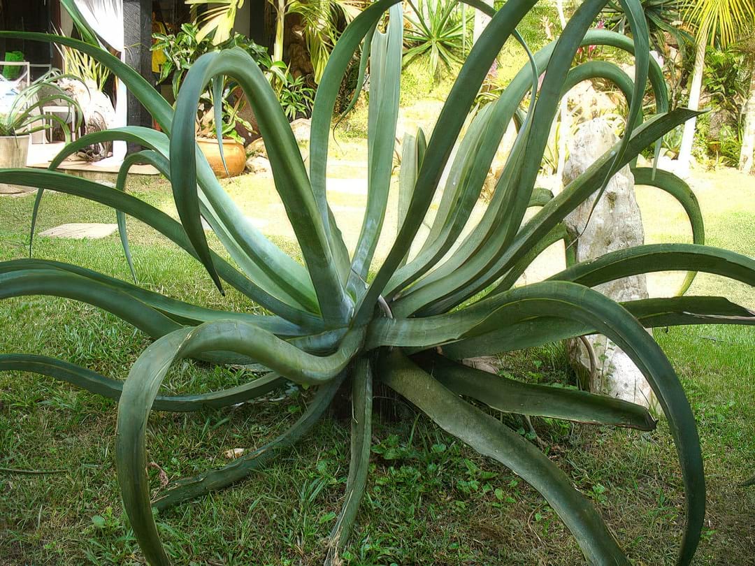 An Octopus Agave showing its long, tentacle-like leaves spiraling outwards.