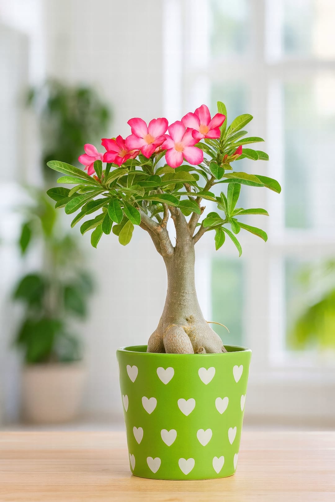 A close-up of a blooming Desert Rose, showcasing its vibrant pink, trumpet-shaped flowers and thick caudex.