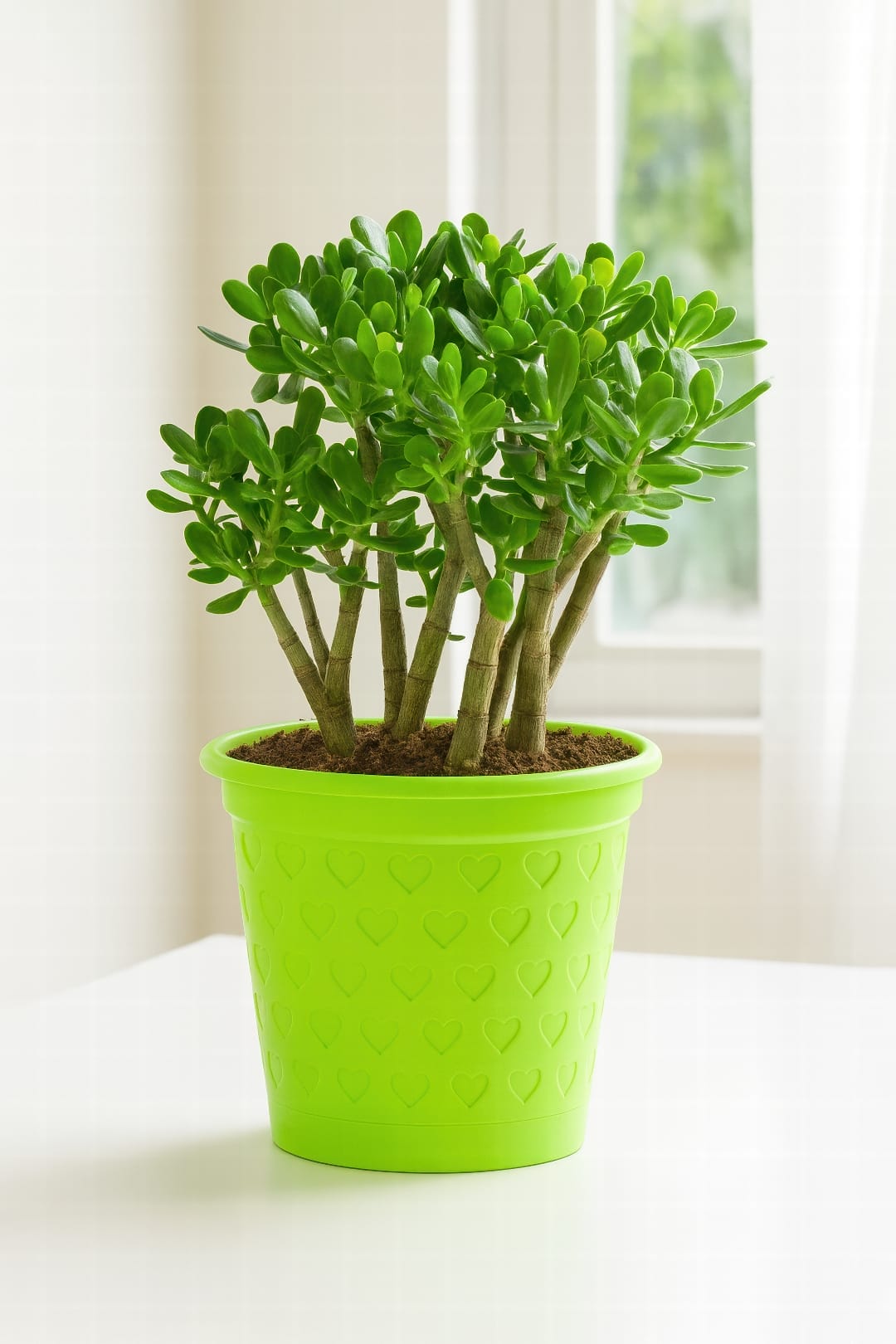 A mature Jade Plant with thick, fleshy leaves in a terracotta pot basking in the bright summer sun on a windowsill.