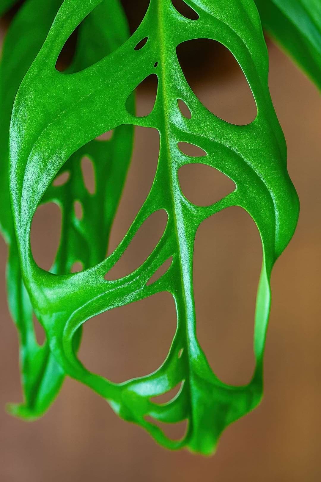 An extremely delicate and rare Monstera obliqua leaf, which appears to be more hole than leaf.