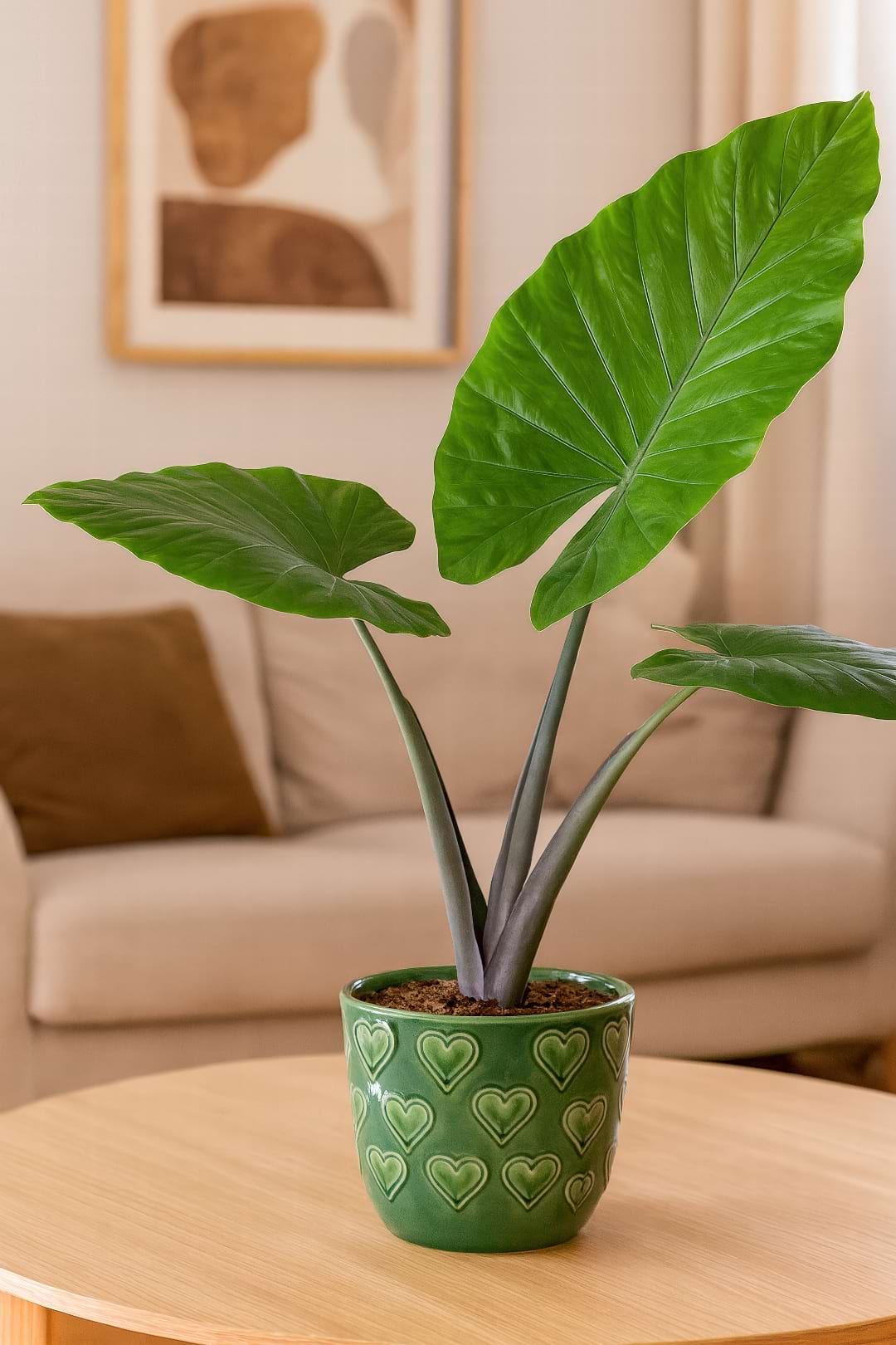 A dramatic Alocasia plant with its large, arrow-shaped leaves, a true lover of high humidity.