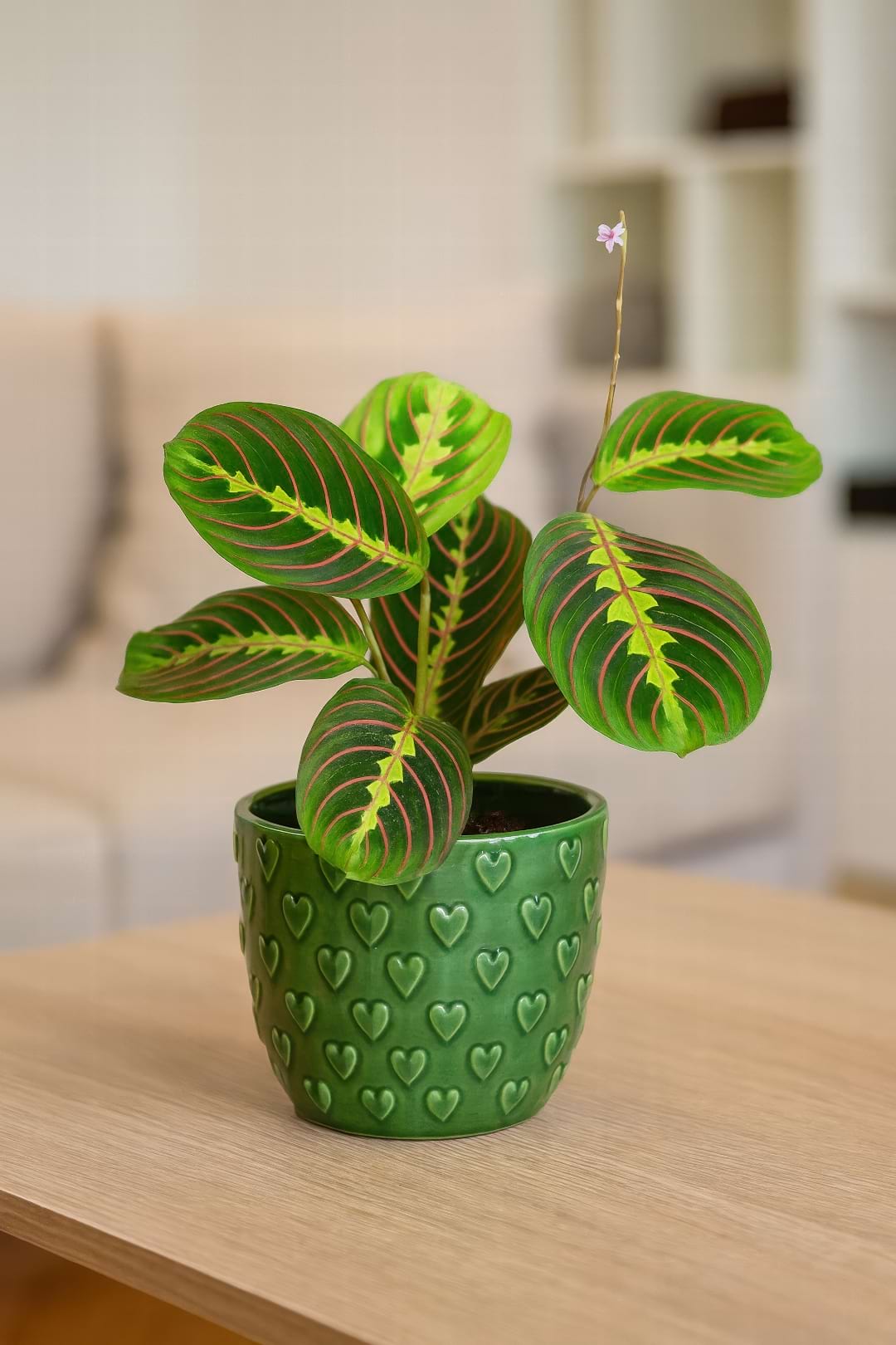 A Maranta leuconeura, or Prayer Plant, with its beautifully patterned leaves folded up at dusk.