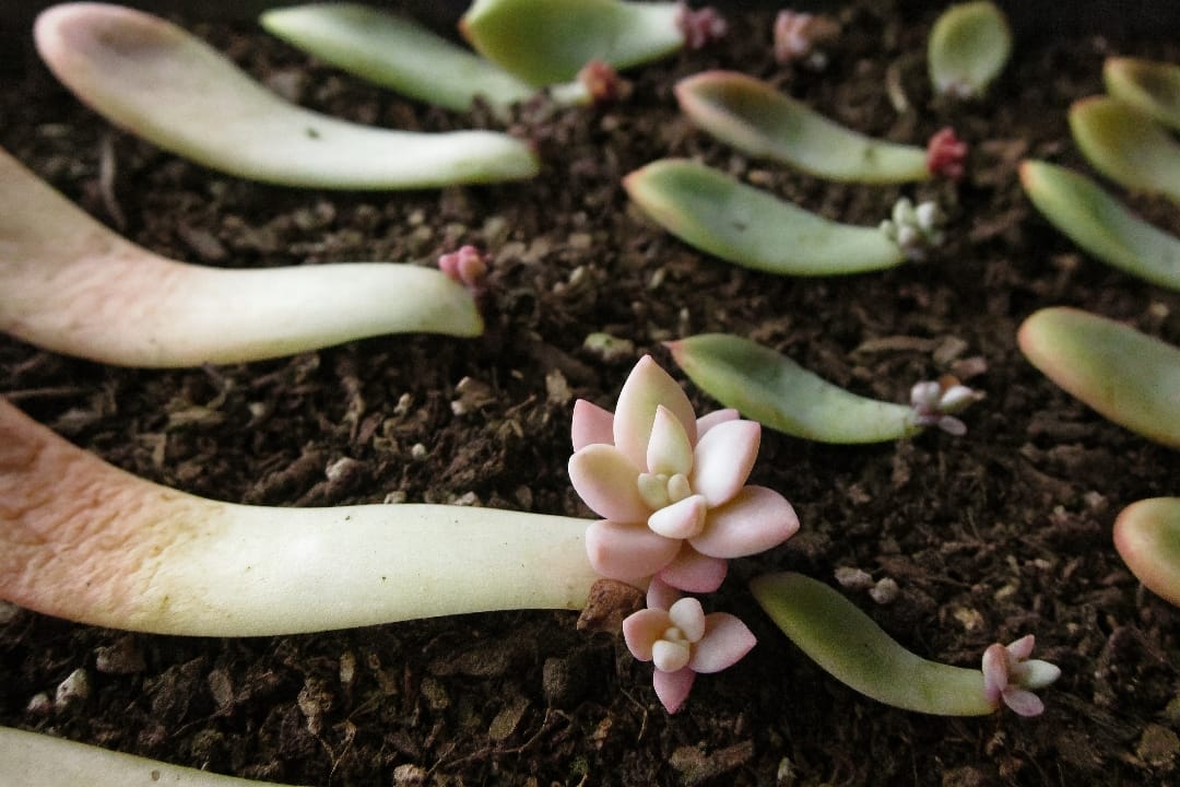 A tray of Echeveria leaves lying on soil, with tiny new succulent rosettes and pink roots sprouting from their ends.