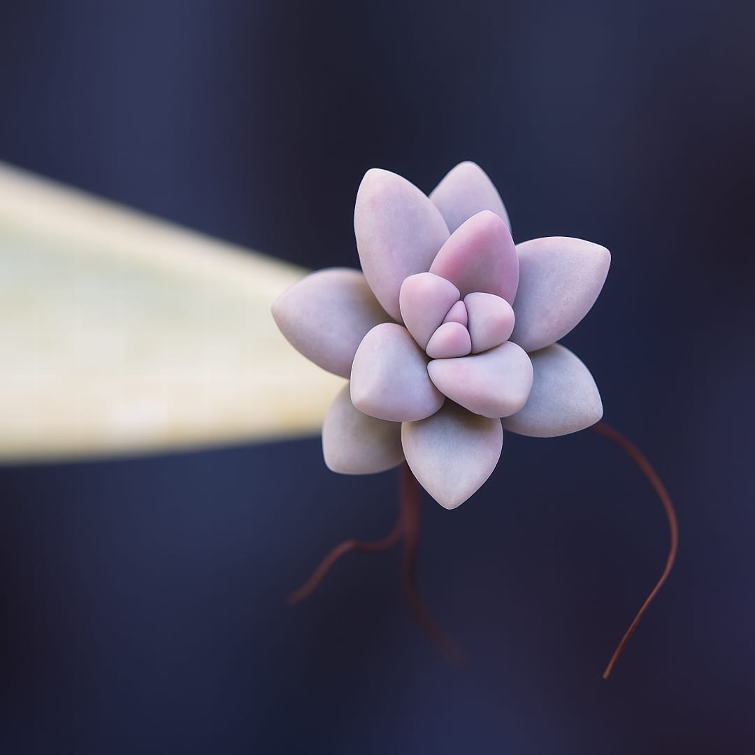 How to Propagate Succulents from Leaves & Offsets