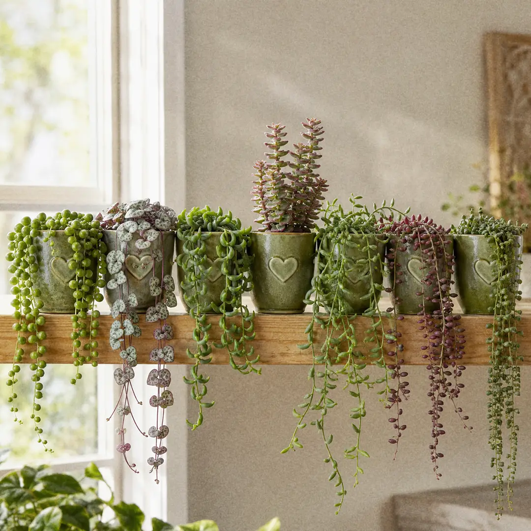String of Plants: All 10 "String of" Succulents Ranked and Compared