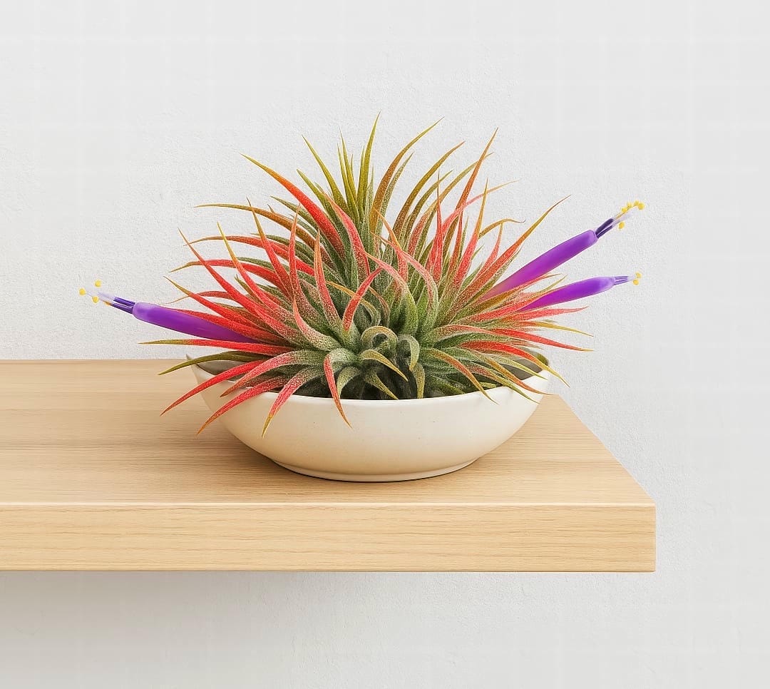 A Tillandsia ionantha air plant with a stunning bright purple flower blooming from its center