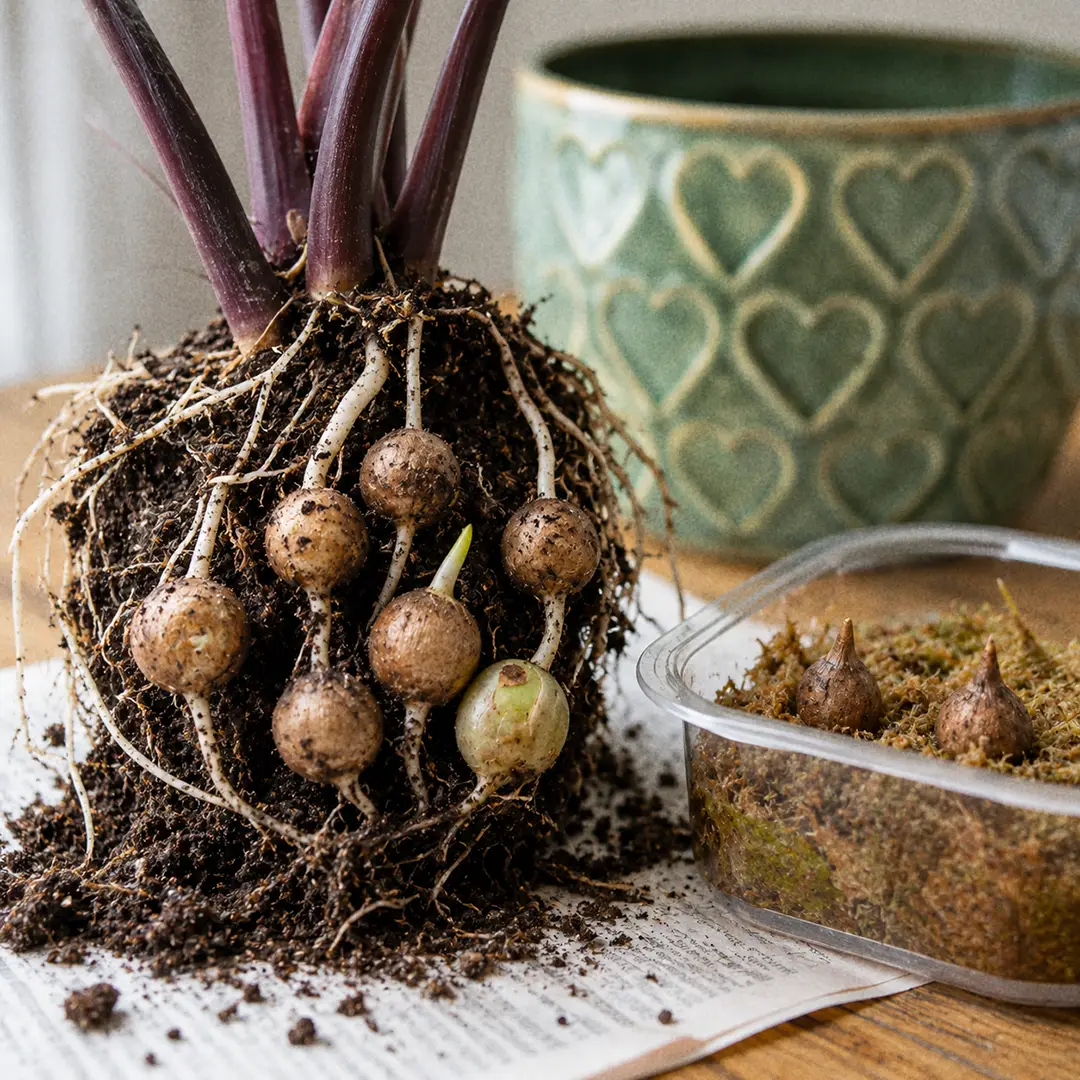 A macro close-up of an Alocasia Red Secret root ball lifted from its pot, showing several small pale brown corms the size of peas clustered among the white roots, with one corm sprouting a tiny pale green shoot