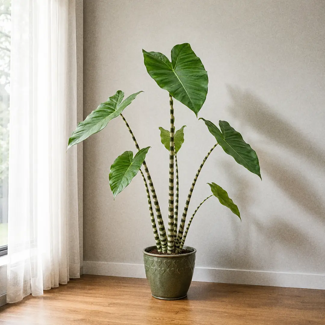 Alocasia Zebrina