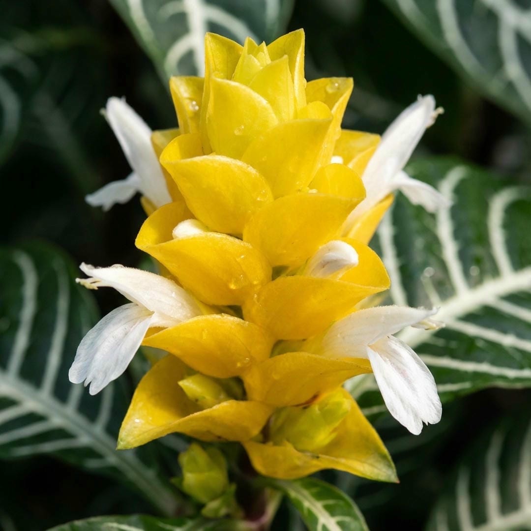 Close up of the yellow flower bract of an Aphelandra squarrosa