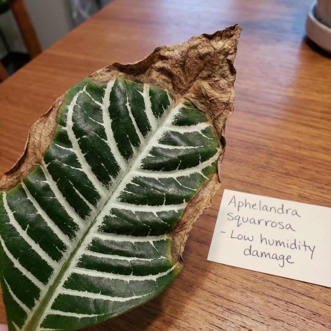 Close up of an Aphelandra leaf with brown crispy edges due to low humidity