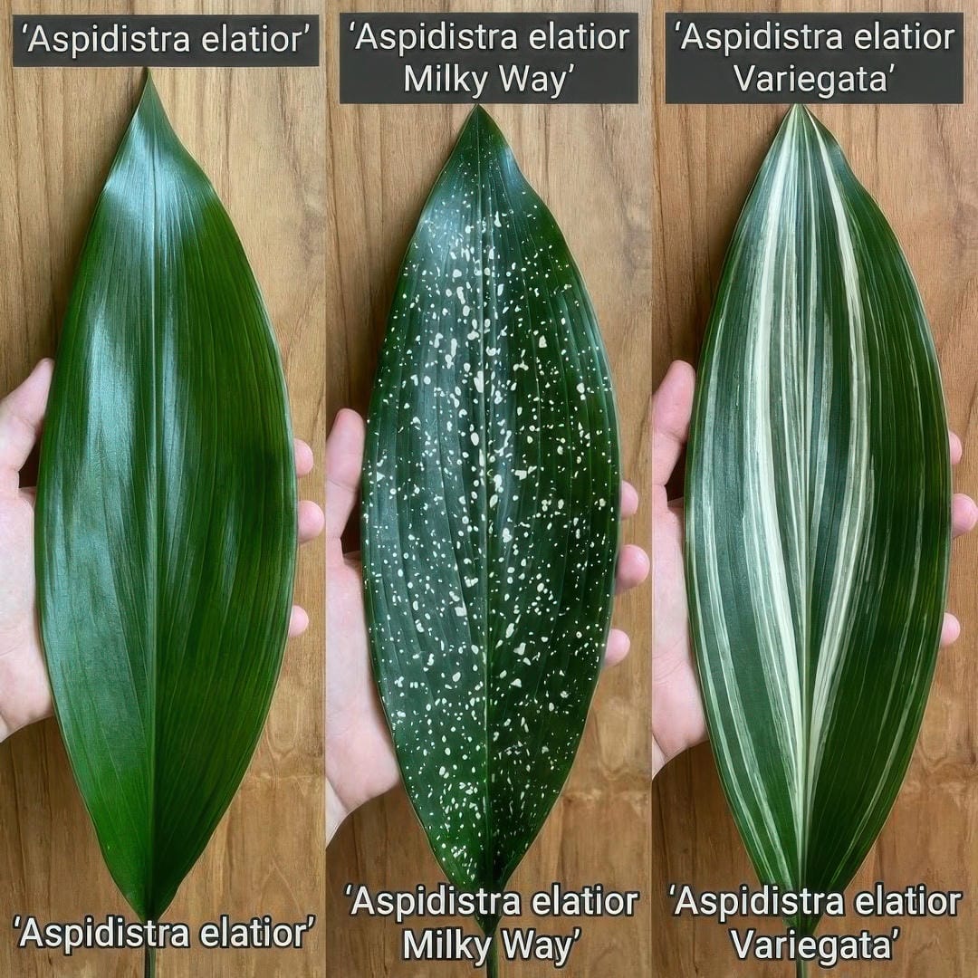 Comparison of Aspidistra Milky Way vs Standard
