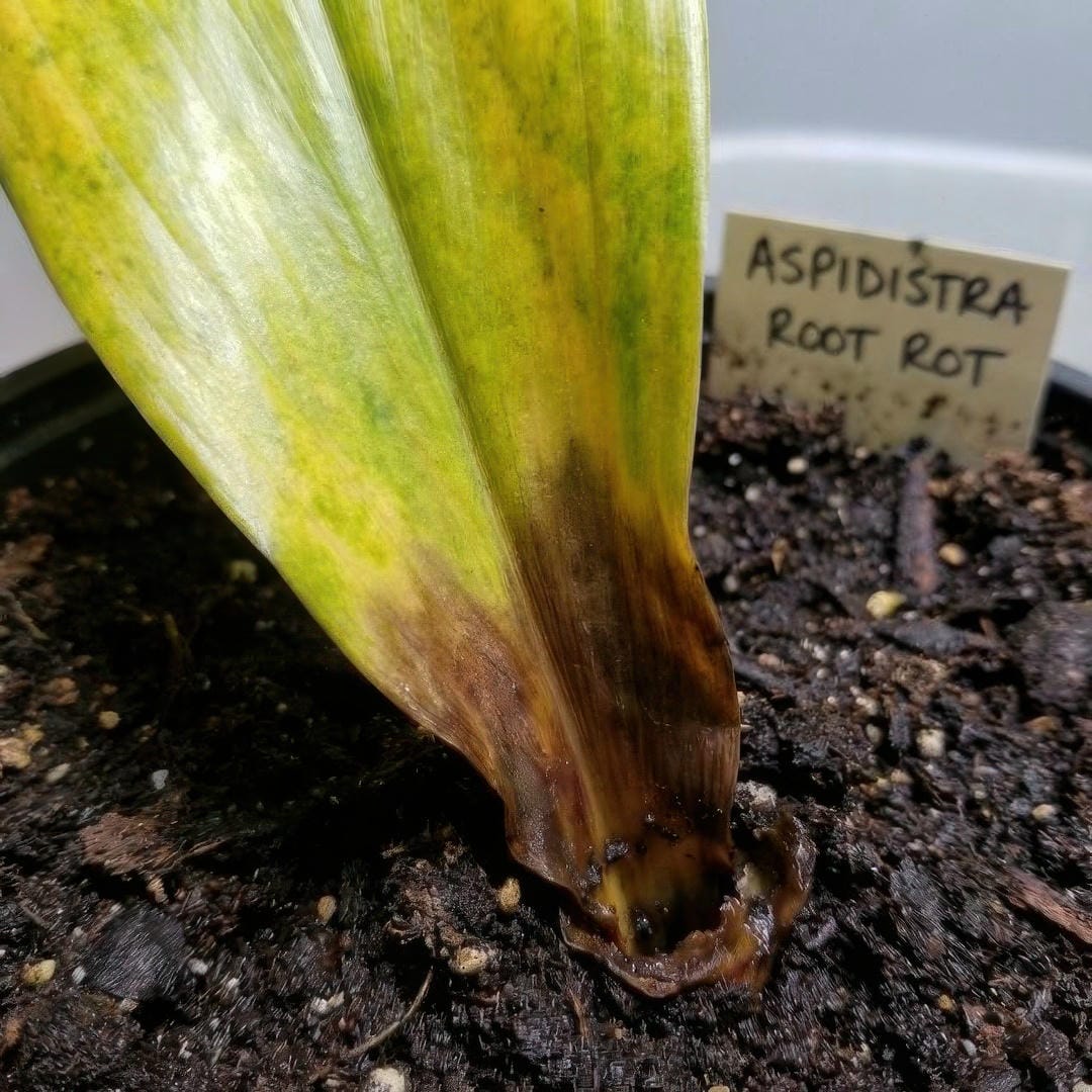 Yellowing leaves on Aspidistra