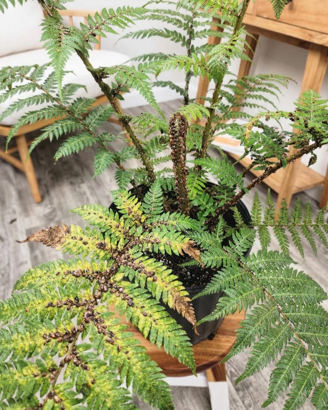 Australian Tree Fern fronds and stipes showing scale insect damage.