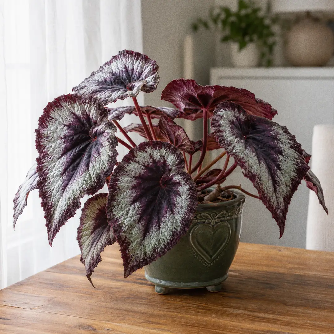 Begonia Rex