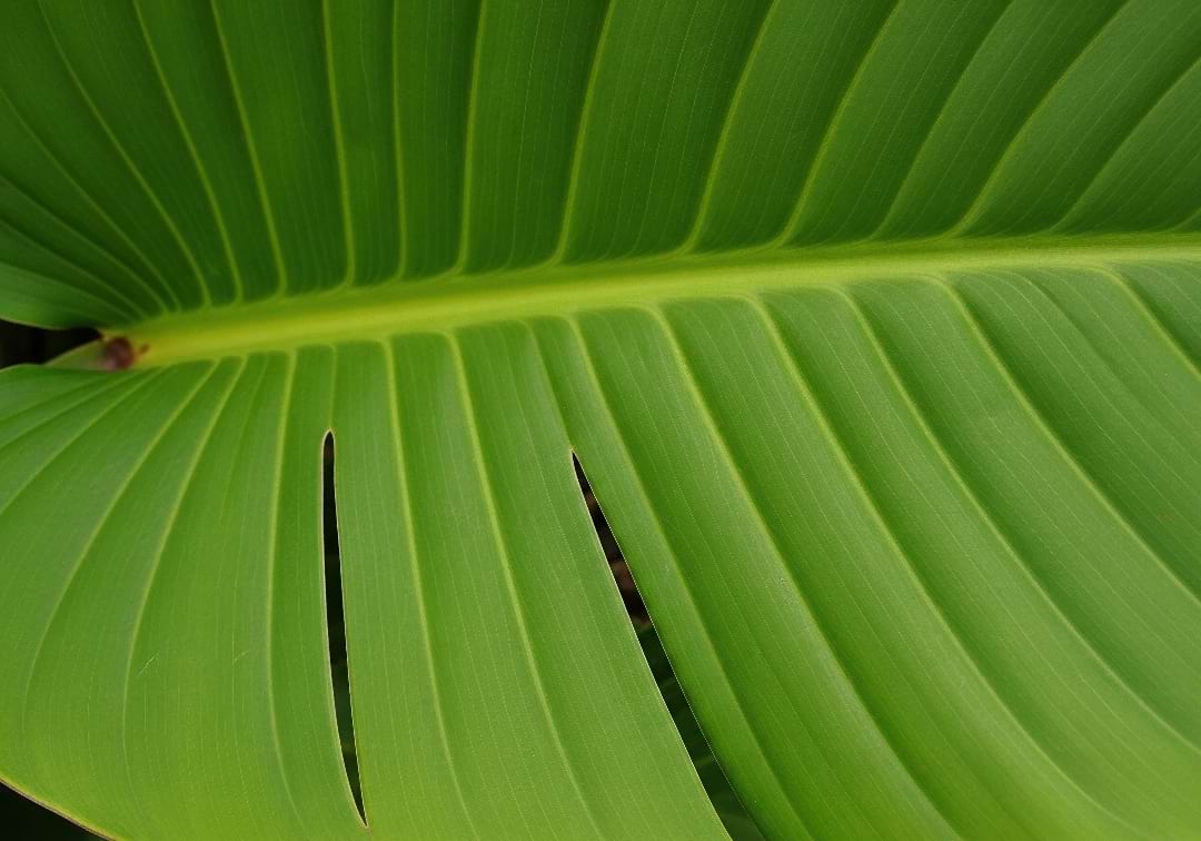 A close-up of a large, healthy Bird of Paradise leaf showing natural, clean splits along its veins.