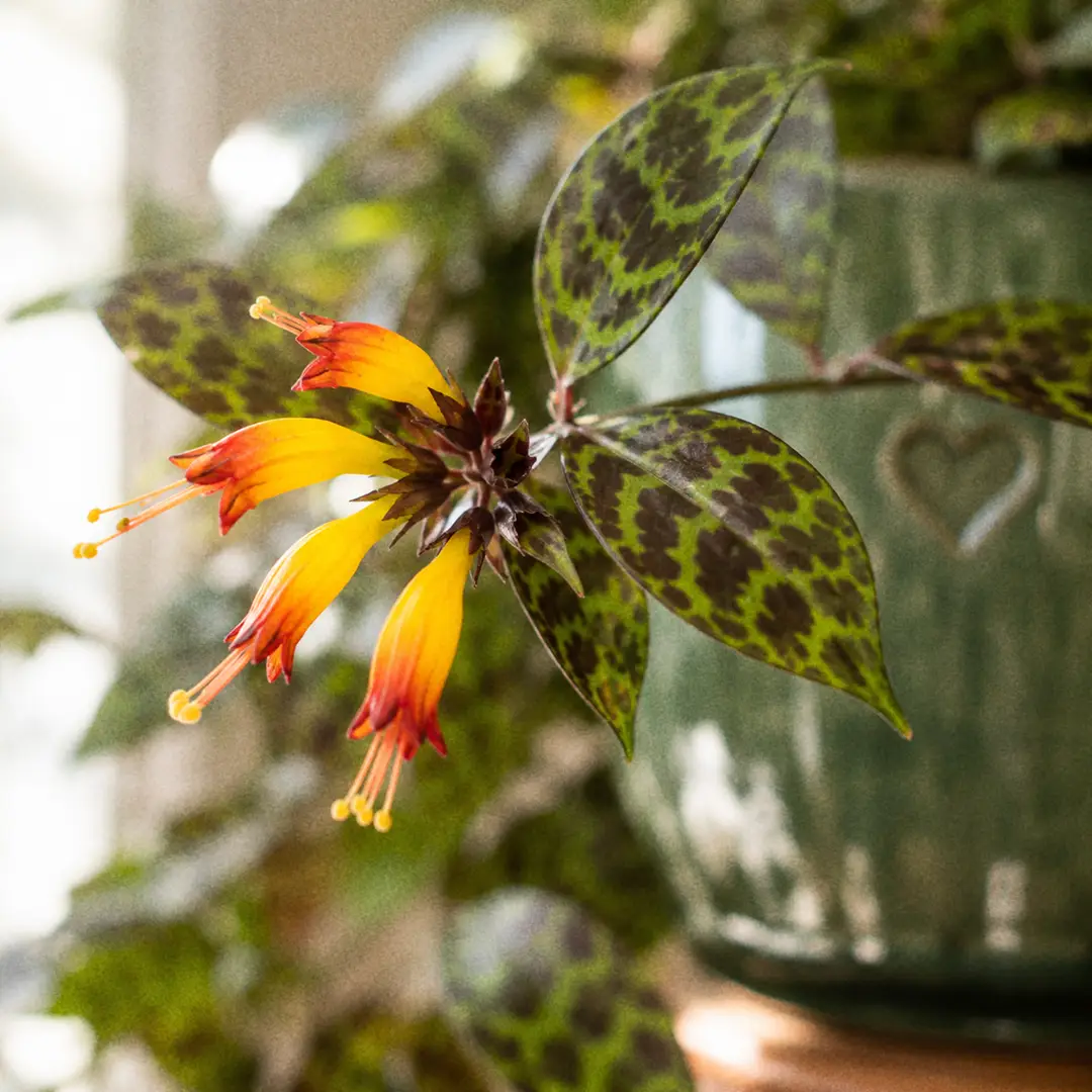 Macro close-up of a Black Pagoda Lipstick Plant flower cluster with two open pale yellow-green tubular flowers heavily speckled in maroon, emerging from a dark calyx along a trailing stem of marbled dark green leaves with burgundy undersides, in a green ceramic pot with a heart motif against a softly lit window