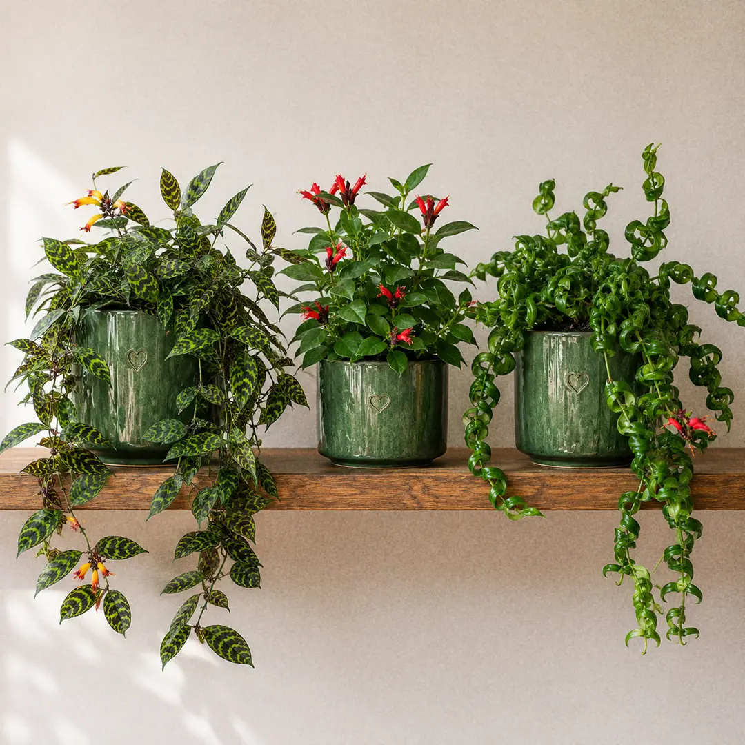 Three Aeschynanthus cultivars side by side on a wooden shelf in matching green ceramic pots with heart motifs: a Black Pagoda with marbled dark green and near-black leaves, a classic red lipstick plant with bright tubular red flowers and plain green leaves, and a Rasta Lipstick Plant with curled glossy green leaves trailing over the pot rim
