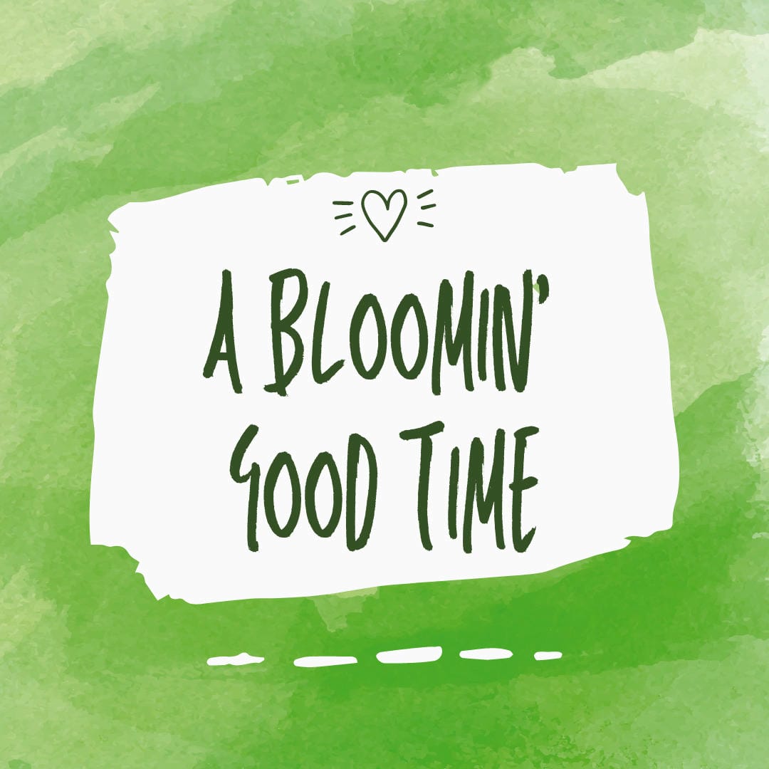 Nephrolepis exaltata ‘Ariane’ with its compact, bushy growth and bright green fronds.