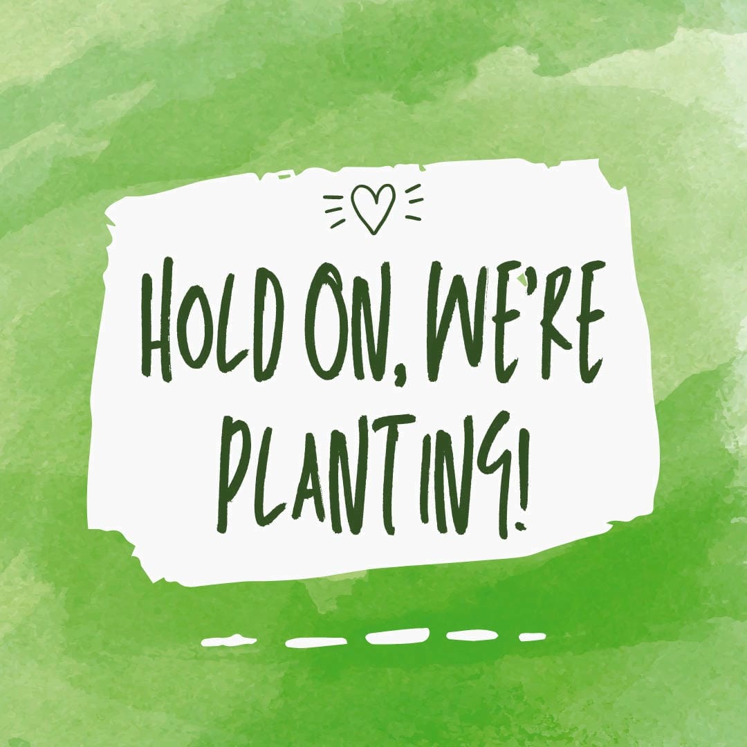 Nephrolepis exaltata ‘Boston’s Princess’ with delicate, finely textured, arching fronds.