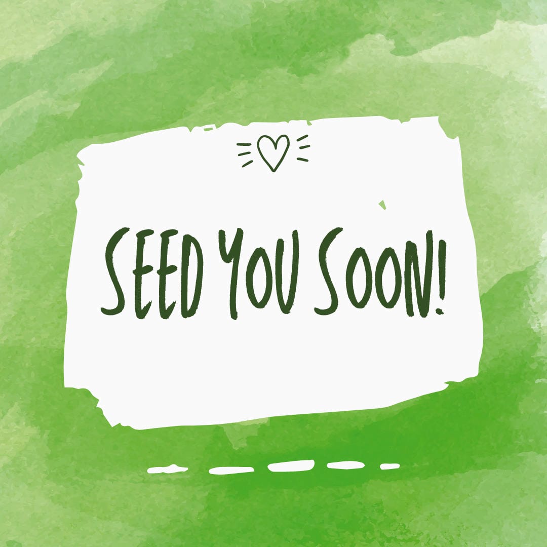 Nephrolepis exaltata ‘Florida Ruffle’ displaying its densely ruffled and compact fronds.