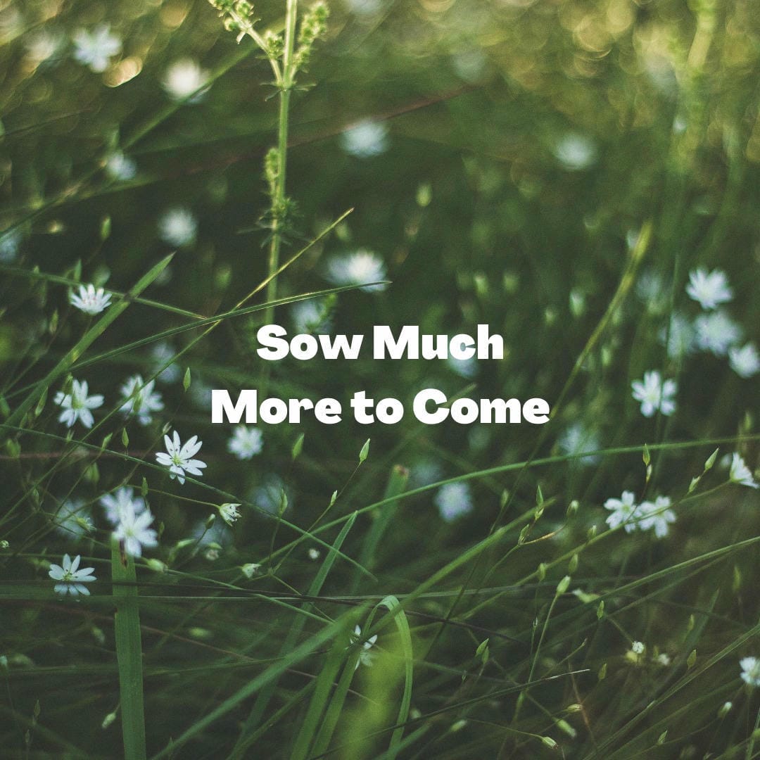 Nephrolepis exaltata ‘Fluffy Ruffles’ showcasing its densely ruffled, compact fronds.