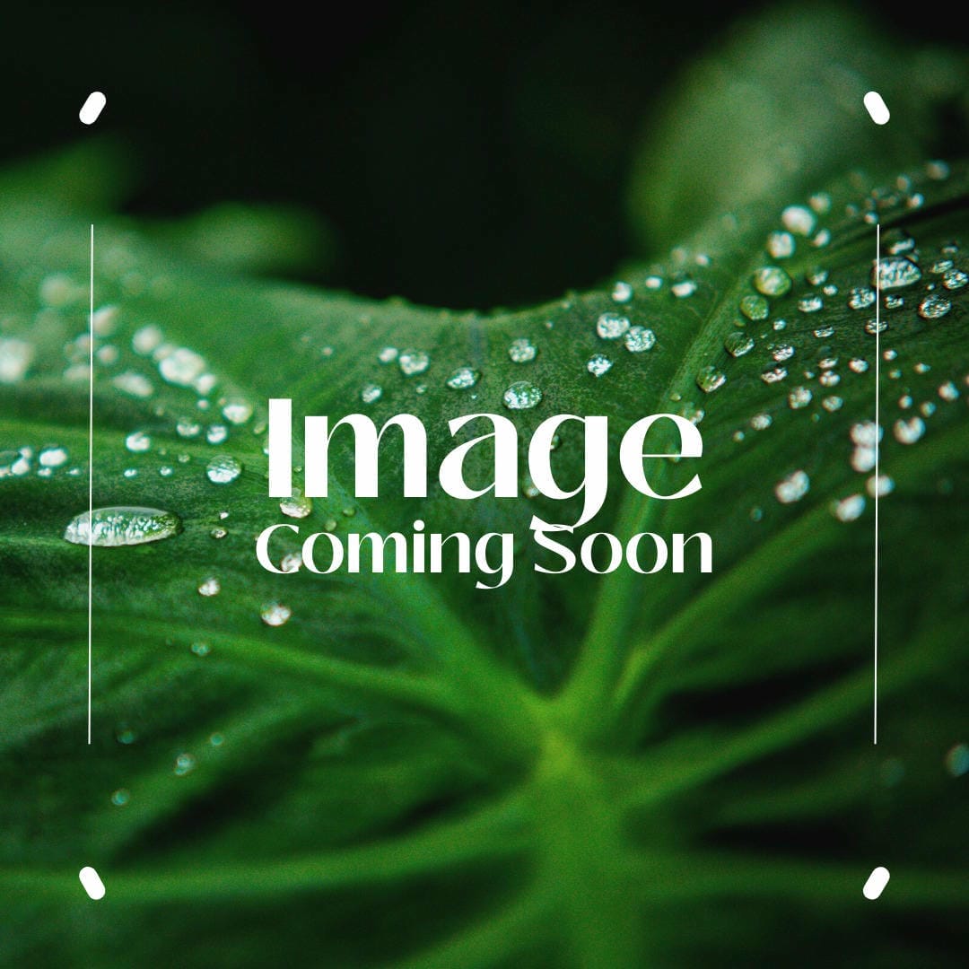 Nephrolepis exaltata ‘Lemon Buttons’ featuring its small, rounded, button-like leaflets and a hint of lemon scent.