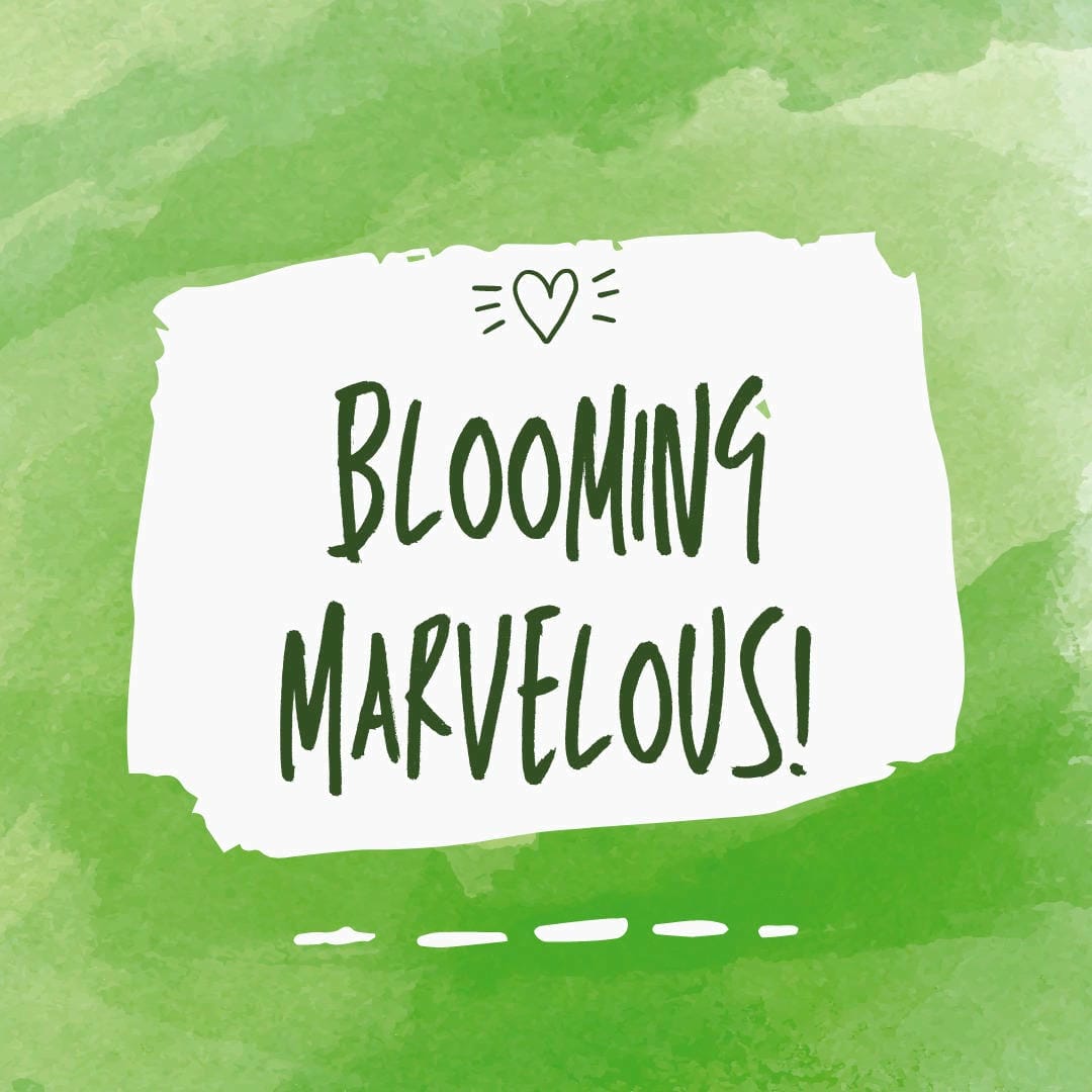 Nephrolepis exaltata ‘Petticoat’ with its distinctively layered and ruffled fronds.