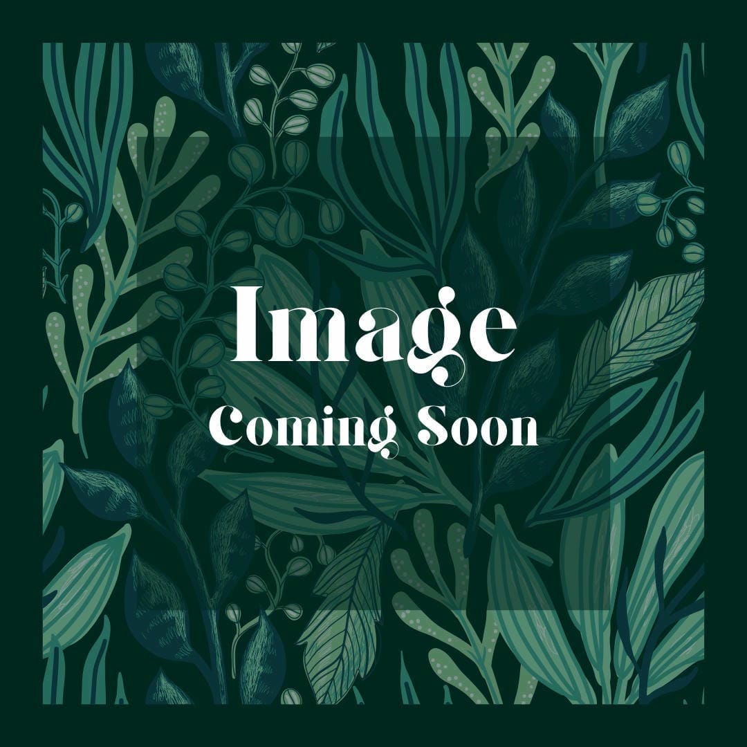 Nephrolepis exaltata ‘Rooseveltii’ with its large, distinctive wavy or crested fronds.