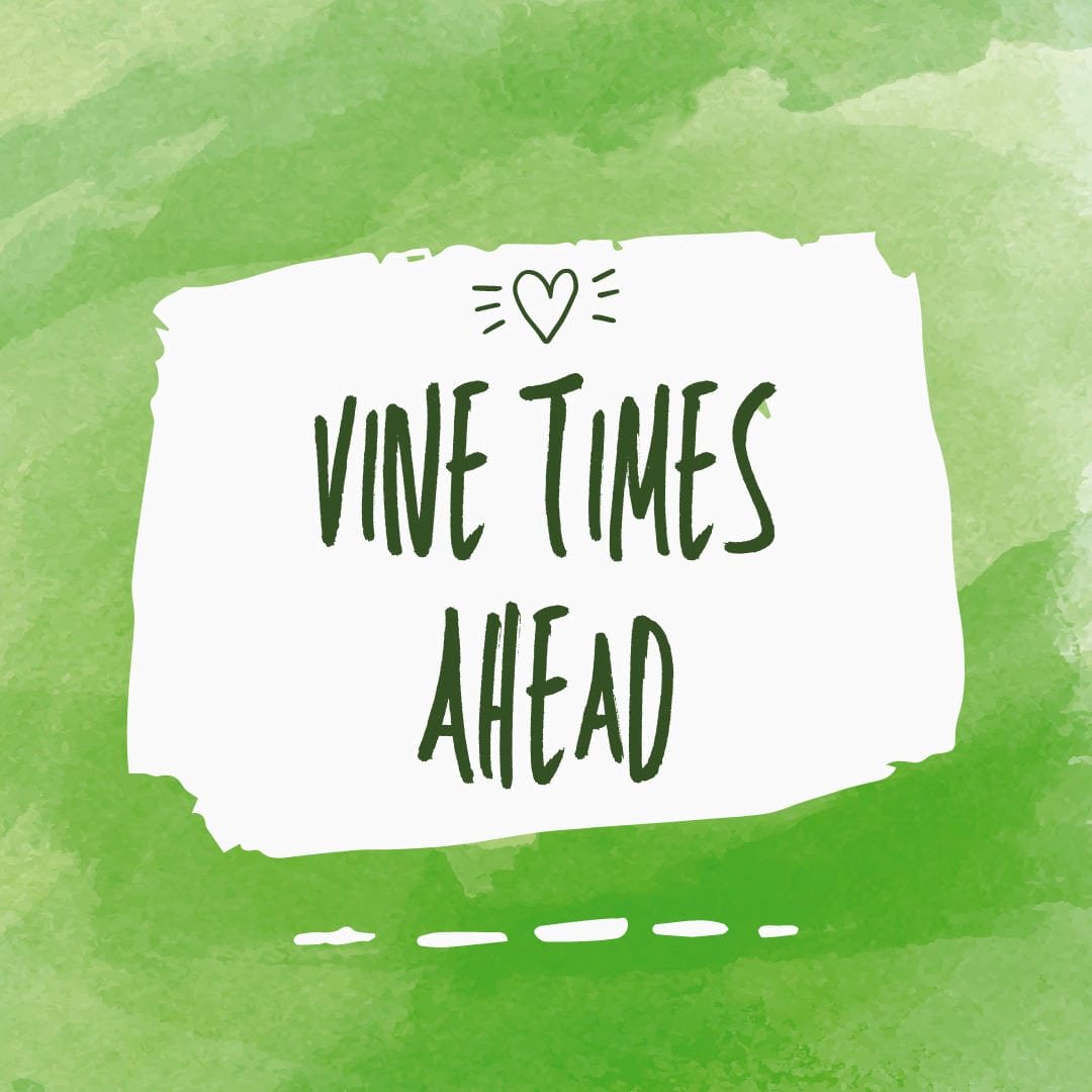 Nephrolepis exaltata ‘Roosevelt Gloriosa’ showcasing its large, wavy, and somewhat crested fronds.