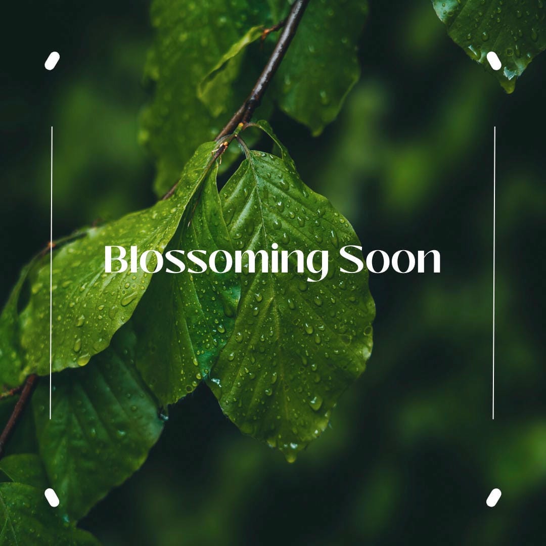 Nephrolepis exaltata ‘Sonata’ with its neat, upright, and compact fronds.