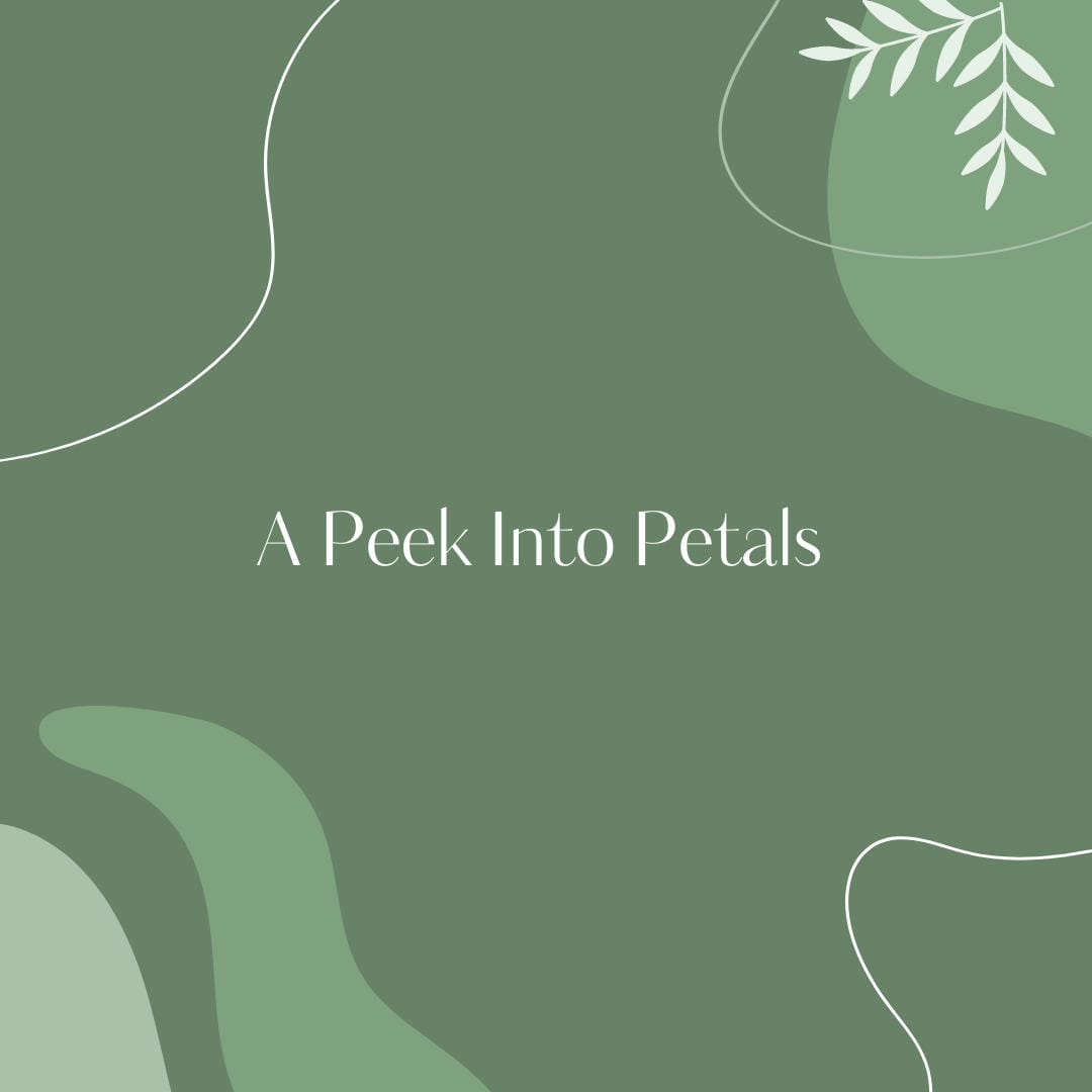 Nephrolepis exaltata ‘Tiger Fern’ showcasing its unique variegated fronds with stripes of yellow or gold.