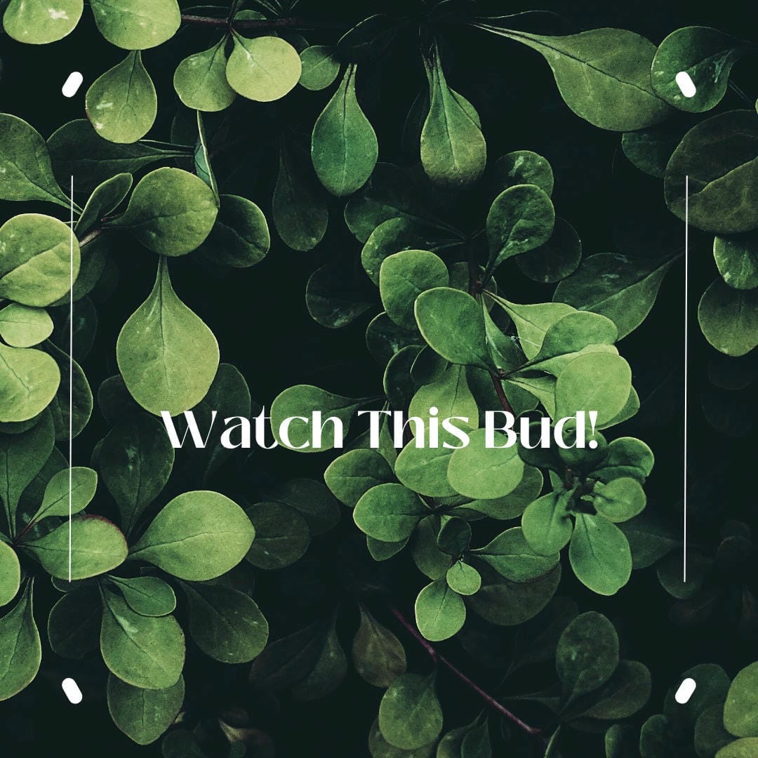 Nephrolepis exaltata ‘Todeoides’ showing its extremely finely dissected, almost moss-like fronds.