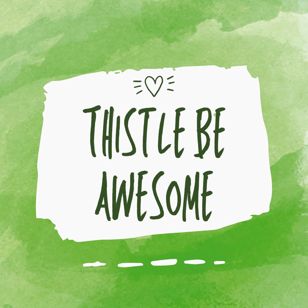 Nephrolepis exaltata ‘Verona’, also known as Lace Fern, with its exquisitely fine, lace-like fronds.